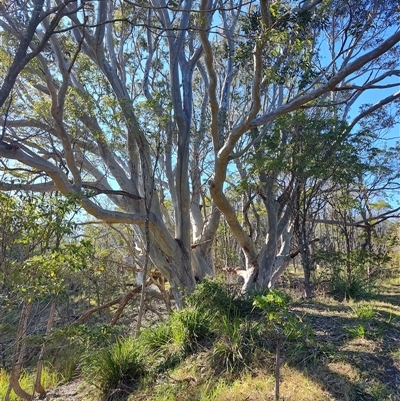 Corymbia maculata (Spotted Gum) at Moruya Heads, NSW - 28 Jul 2025 by LyndalT