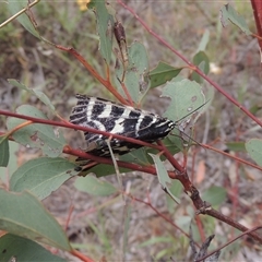 Comocrus behri (Mistletoe Day Moth) at Theodore, ACT - 23 Jan 2025 by MichaelBedingfield
