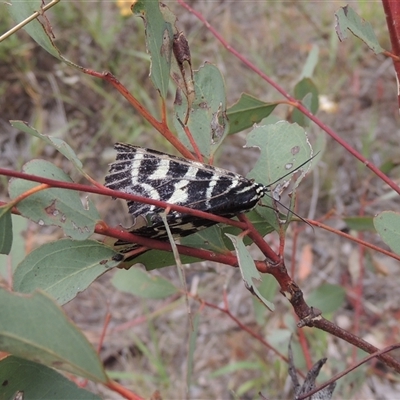 Comocrus behri (Mistletoe Day Moth) at Theodore, ACT - 23 Jan 2025 by MichaelBedingfield