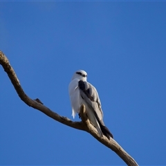 Elanus axillaris (Black-shouldered Kite) at Bodalla, NSW - 27 Jul 2025 by jb2602