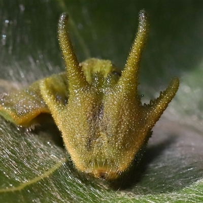 Charaxes sempronius (Tailed Emperor) at  - suppressed by TimL