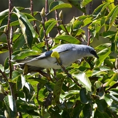 Coracina papuensis (White-bellied Cuckooshrike) at Lanitza, NSW - 12 Apr 2015 by Carolina