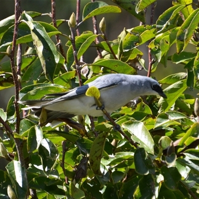 Coracina papuensis (White-bellied Cuckooshrike) at Lanitza, NSW - 12 Apr 2015 by Carolina