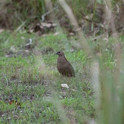 Synoicus ypsilophorus (Brown Quail) at Lanitza, NSW - 24 Nov 2023 by Carolina