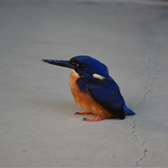 Ceyx azureus (Azure Kingfisher) at Lanitza, NSW - 6 Jan 2015 by Carolina