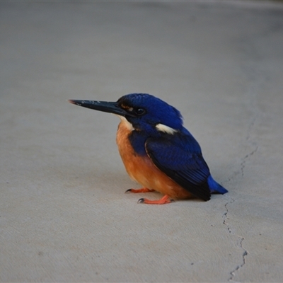 Ceyx azureus (Azure Kingfisher) at Lanitza, NSW - 6 Jan 2015 by Carolina