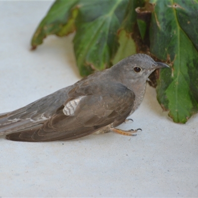 Cacomantis variolosus (Brush Cuckoo) at Lanitza, NSW - 23 Sep 2020 by Carolina