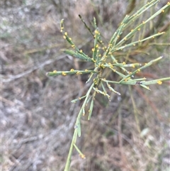 Unverified Other Shrub at Broke, NSW - 28 Jul 2025 by RoyP