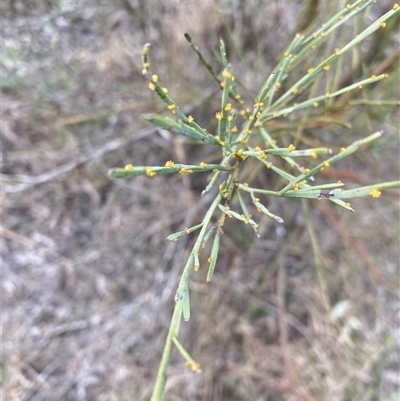 Unverified Other Shrub at Broke, NSW - 28 Jul 2025 by RoyP