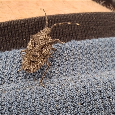 Alcaeus varicornis (Acacia shield bug) at Back Creek, NSW - 28 Jul 2025 by Dron