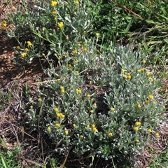Chrysocephalum apiculatum (Common Everlasting) at Harrison, ACT - 13 Mar 2020 by AndyRoo
