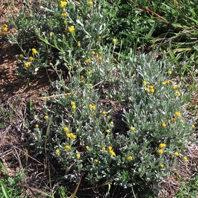 Chrysocephalum apiculatum (Common Everlasting) at Harrison, ACT - 13 Mar 2020 by AndyRoo