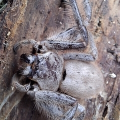 Isopeda canberrana (Canberra Huntsman Spider) at Back Creek, NSW - 28 Jul 2025 by Dron