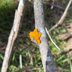 Tremella mesenterica (Witch's Butter or Yellow Brain) at Broke, NSW - 26 Jul 2025 by RoyP