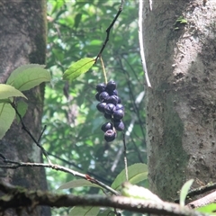 Helicia nortoniana at Syndicate, QLD - 17 Jan 2015 by JasonPStewart