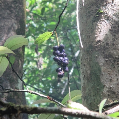 Helicia nortoniana at Syndicate, QLD - 17 Jan 2015 by JasonPStewart