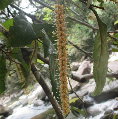 Helicia nortoniana at Syndicate, QLD - 27 Jan 2015 by JasonPStewart