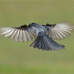 Myiagra inquieta (Restless Flycatcher) at Lanitza, NSW - 18 Sep 2022 by Carolina