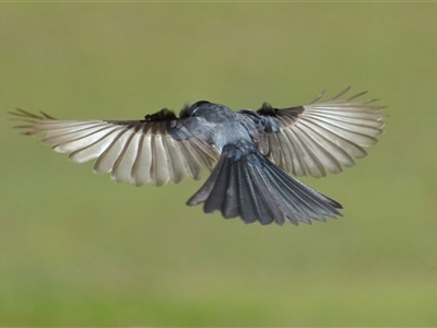 Myiagra inquieta (Restless Flycatcher) at Lanitza, NSW - 18 Sep 2022 by Carolina