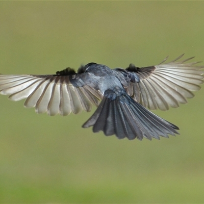 Myiagra inquieta (Restless Flycatcher) at Lanitza, NSW - 18 Sep 2022 by Carolina