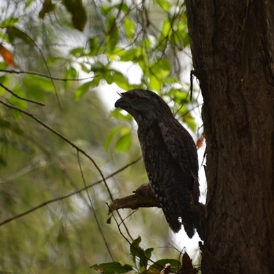 Podargus strigoides (Tawny Frogmouth) at Lanitza, NSW - 20 May 2023 by Carolina