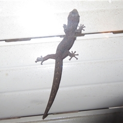 Christinus marmoratus (Southern Marbled Gecko) at Flynn, ACT - 21 Jul 2025 by Christine