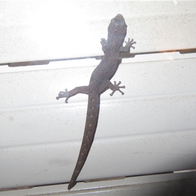 Christinus marmoratus (Southern Marbled Gecko) at Flynn, ACT - 21 Jul 2025 by Christine