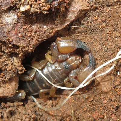 Urodacus manicatus (Black Rock Scorpion) at Hall, ACT - 25 Jul 2025 by Christine