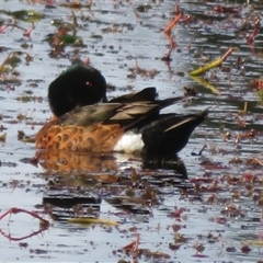 Anas castanea (Chestnut Teal) at Wollogorang, NSW - 21 Jul 2025 by Christine