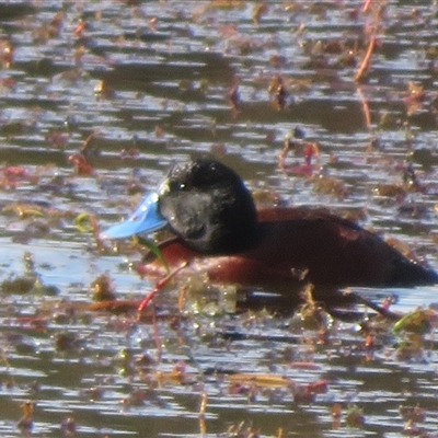 Oxyura australis (Blue-billed Duck) at Wollogorang, NSW - 21 Jul 2025 by Christine