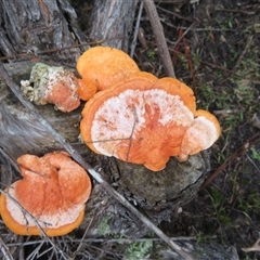 Trametes coccinea (Scarlet Bracket) at Glenorie, NSW - 17 Jul 2025 by Christine
