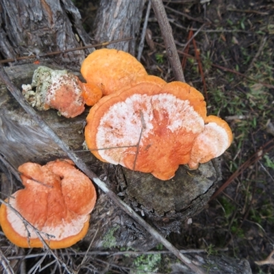 Trametes coccinea (Scarlet Bracket) at Glenorie, NSW - 17 Jul 2025 by Christine