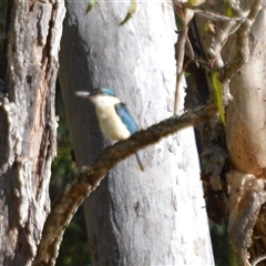 Todiramphus sanctus (Sacred Kingfisher) at Lanitza, NSW - 9 Oct 2020 by Carolina