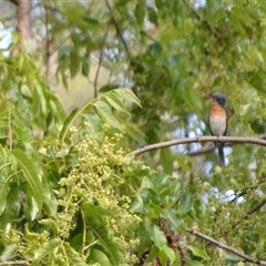 Myiagra rubecula (Leaden Flycatcher) at Lanitza, NSW - 20 Oct 2020 by Carolina