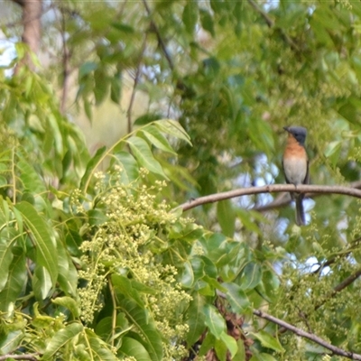 Myiagra rubecula (Leaden Flycatcher) at Lanitza, NSW - 20 Oct 2020 by Carolina