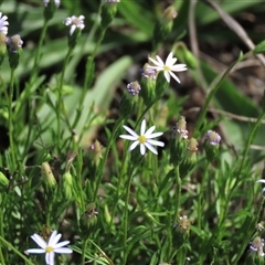 Vittadinia muelleri (Narrow-leafed New Holland Daisy) at Harrison, ACT - 13 Mar 2020 by AndyRoo