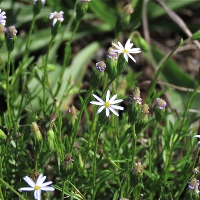 Vittadinia muelleri (Narrow-leafed New Holland Daisy) at Harrison, ACT - 13 Mar 2020 by AndyRoo