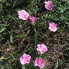 Convolvulus angustissimus subsp. angustissimus (Australian Bindweed) at Harrison, ACT - 13 Mar 2020 by AndyRoo
