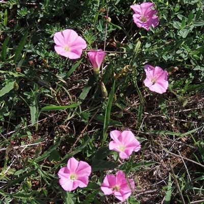 Convolvulus angustissimus subsp. angustissimus (Australian Bindweed) at Harrison, ACT - 13 Mar 2020 by AndyRoo