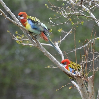 Platycercus eximius (Eastern Rosella) at Lanitza, NSW - 12 Sep 2022 by Carolina