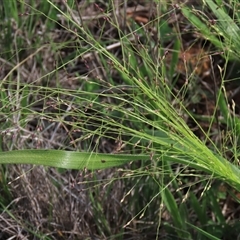 Panicum effusum (Hairy Panic Grass) at Harrison, ACT - 13 Mar 2020 by AndyRoo
