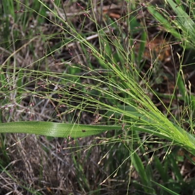 Panicum effusum (Hairy Panic Grass) at Harrison, ACT - 13 Mar 2020 by AndyRoo