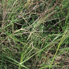 Austrostipa bigeniculata (Kneed Speargrass) at Harrison, ACT - 13 Mar 2020 by AndyRoo