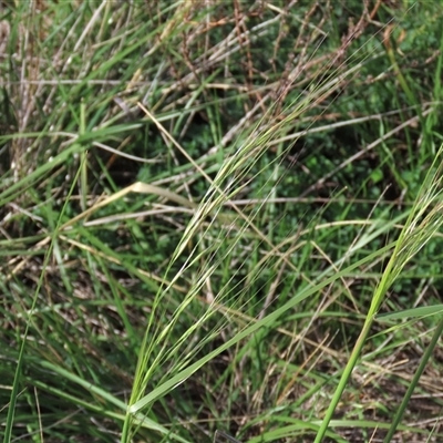 Austrostipa bigeniculata (Kneed Speargrass) at Harrison, ACT - 13 Mar 2020 by AndyRoo
