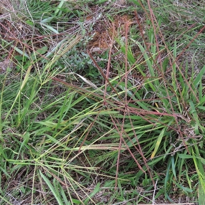 Chloris truncata (Windmill Grass) at Harrison, ACT - 13 Mar 2020 by AndyRoo