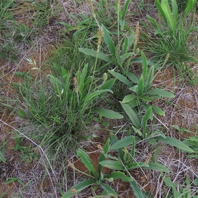 Plantago varia (Native Plaintain) at Harrison, ACT - 13 Mar 2020 by AndyRoo
