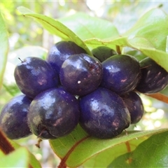 Helicia nortoniana at Syndicate, QLD - 26 Apr 2015 by JasonPStewart