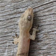 Christinus marmoratus at Noosa Heads, QLD - 6 Jul 2025 by ConBoekel