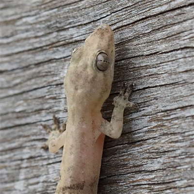 Christinus marmoratus at Noosa Heads, QLD - 6 Jul 2025 by ConBoekel