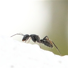Camponotus aeneopilosus (A Golden-tailed sugar ant) at Noosa Heads, QLD - 6 Jul 2025 by ConBoekel